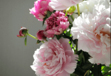 Wallpaper:4hiltolaqyk= Peony Flower