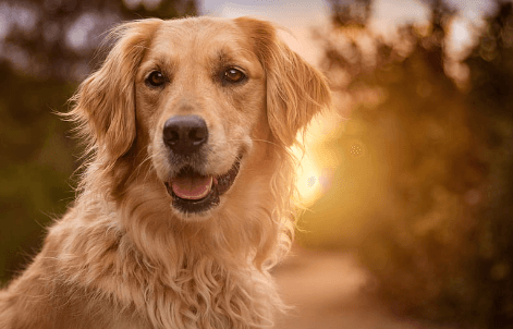 Wallpaper:-Axzzkt5ibc= Golden Retriever