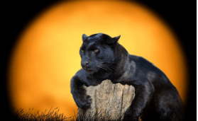 Animal:G0evqwtyrx0= Wallpaper:78sbggg8e24= Black Panther