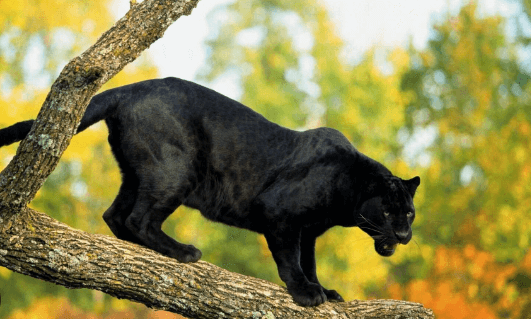 Animal:G0evqwtyrx0= Wallpaper:78sbggg8e24= Black Panther