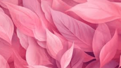 Pink Wallpaper:Rqjxfrq-_8g= M Wallpaper