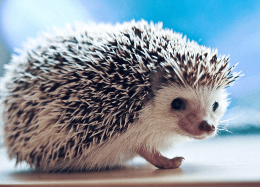 Wallpaper:4rxnw4zdvwg= Hedgehog