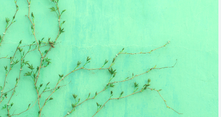 Wallpaper:7m7vmnkq3pi= Green Backgrounds