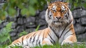 Wallpaper:0l1sjr6jf2q= Tiger Pictures