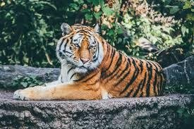 Wallpaper:0l1sjr6jf2q= Tiger Pictures